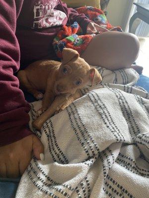 Puppy chewing on his new toys