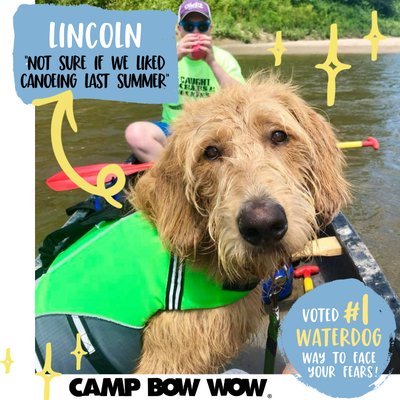 Contest Time! Congrats Lincoln for winning a $50 Gift Card for being voted best water dog!