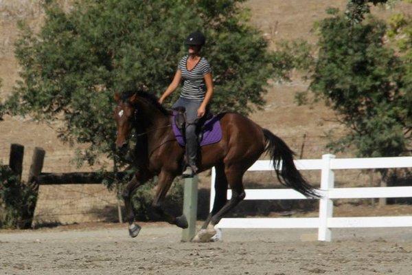 Teaching a horse to balance back on his hind end and stretch instead of running.