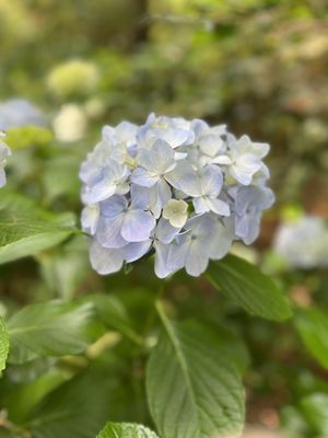 The Elizabethan Gardens