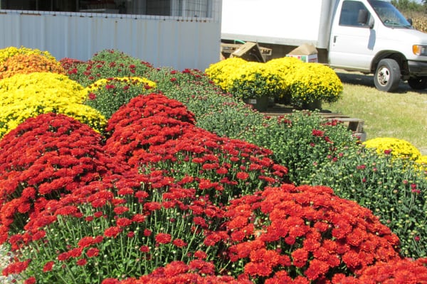 amazing red and yellow chrysanthemums for sale