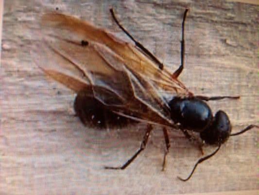 winged carpenter ant