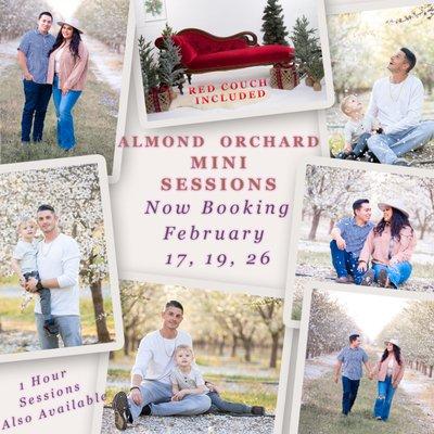 Spring Almond Orchard Mini Sessions