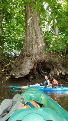 The giant oak of the Mahoning