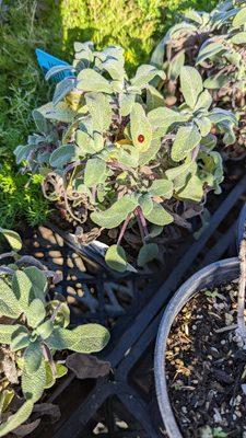 Bugs and birds love the plants here :-)