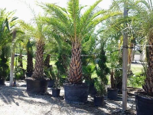 we carry many type of palms in stock most of the time