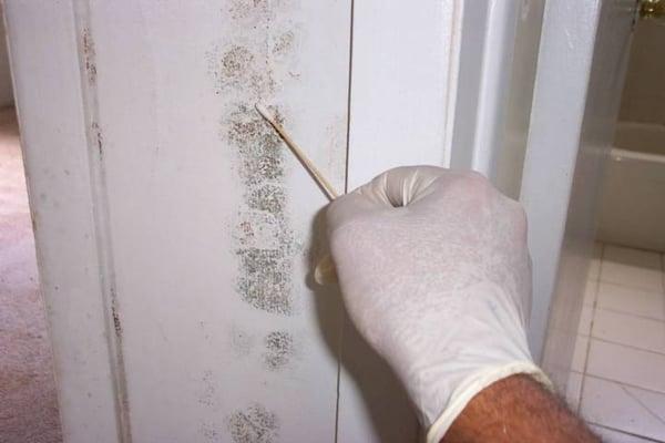 mold test San Antonio