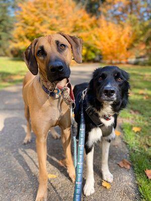 Afternoon strolls with Milo & Zimmie in pdx