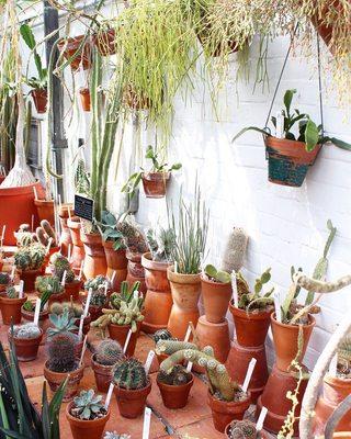 Cacti in terra-cotta