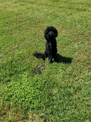 Practicing sit and stay