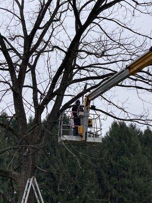 We install lights in trees too