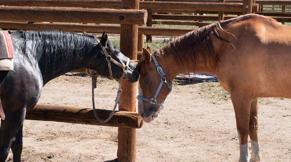 Horseback Riding, Horse Camp, trail riding, pony rides