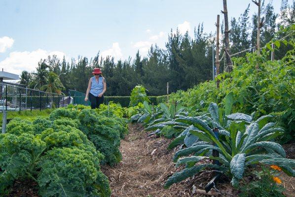 Harvesting kale