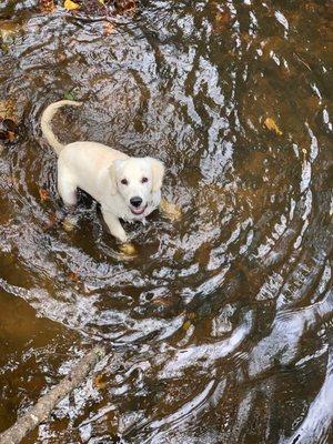 Work Smart Dog Training