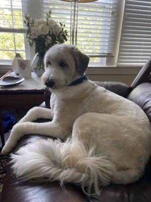 My sheepadoodle's summer cut from the grooming gals