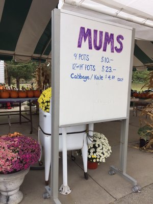 Mums for sale!