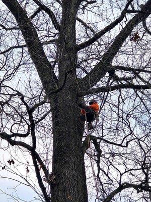 Treemendous Tree Care