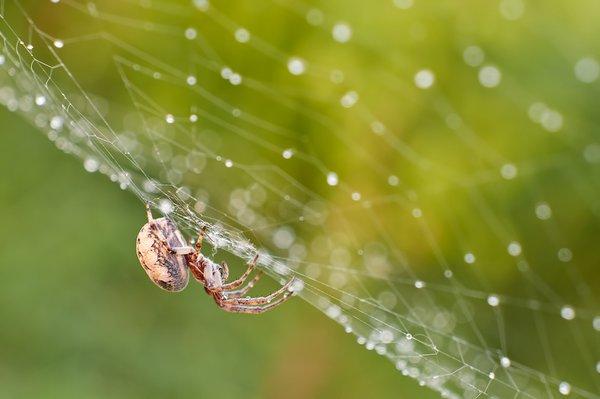 Brown Widow Spider on Web