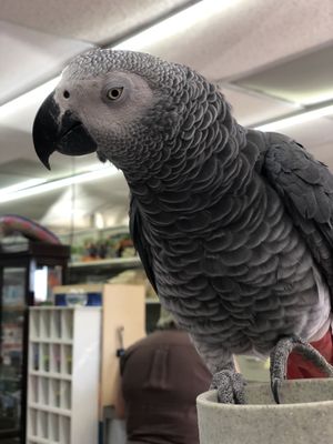 African Grey