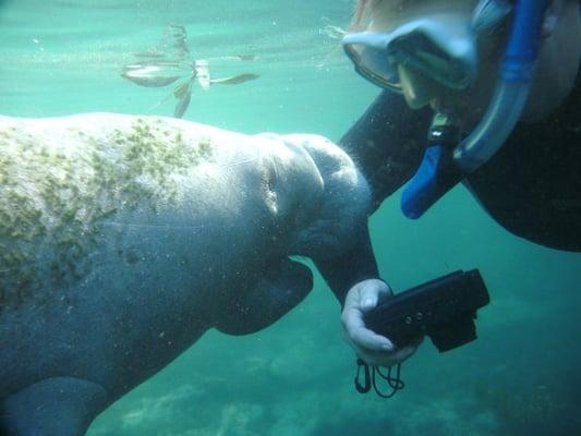 Have your own magical encounters like this one on our annual Manatee trip.