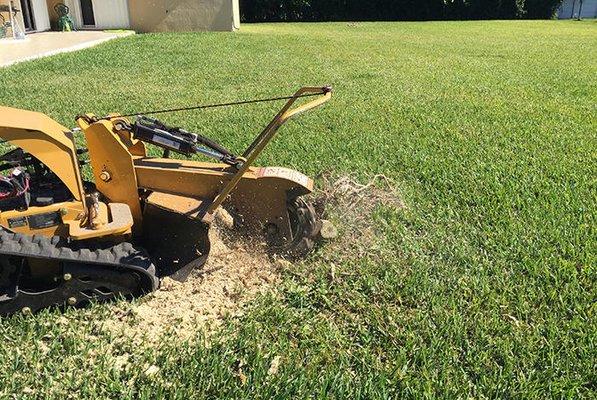 Most Good In  Stump Removal Service