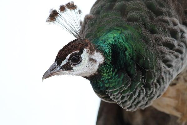 Peafowl, Animal Kingdom.