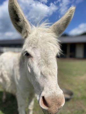 Mini Donkey, Elsa, saying hello