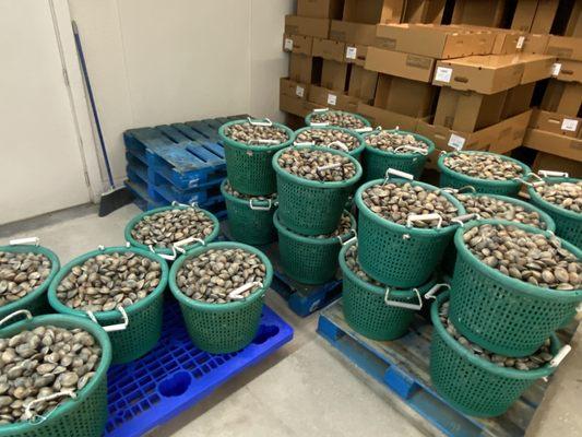 Lots o clams! Waiting to get packaged for shipping.