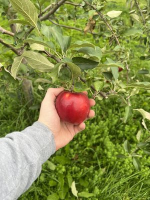 Holding Apple