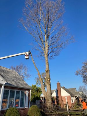 Very professional tree removal