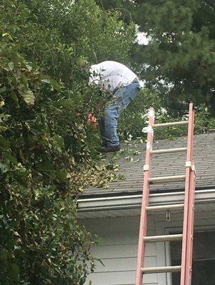 Trimming trees above an on the roof