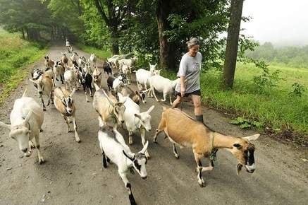 Judith herding the goats down the road to pasture.