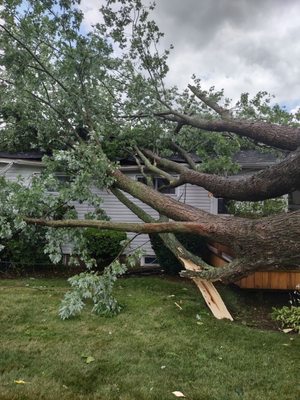 The tree hitting the house.