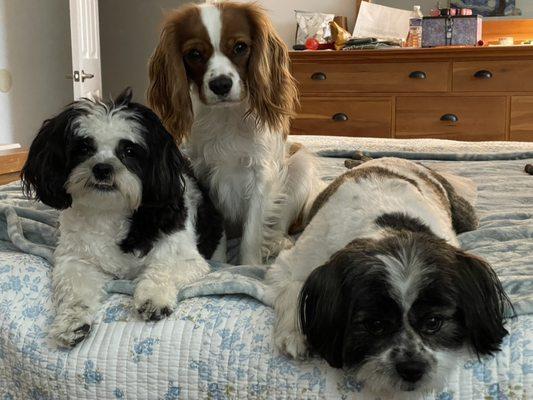 Eve, Copper and Freddie - our son Josh's dog. They are best buddies!