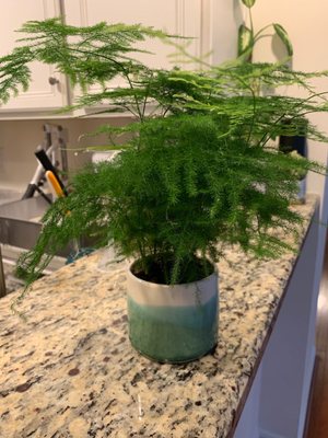 Asparagus fern