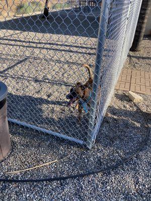 Dog kennel