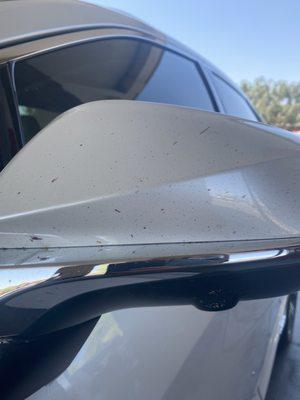 Bugs over the front of my car