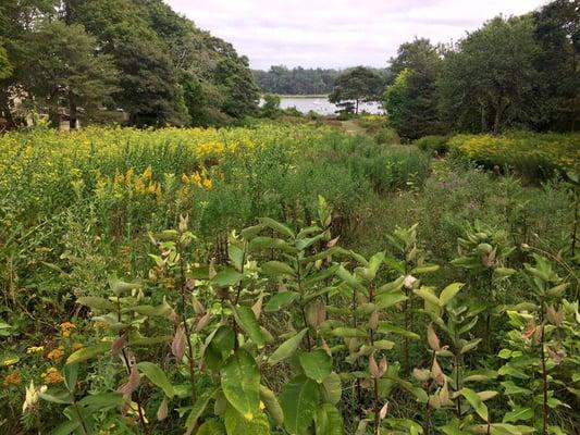 The first view of Meadow on The Cove - tons of Wildflowers.