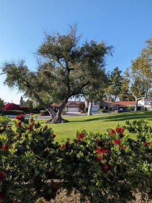 Trees in the park