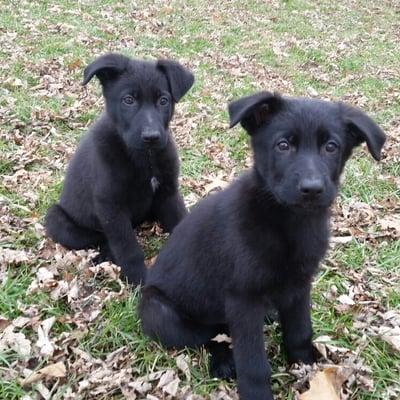 Two puppies available. Call me at 859-358-2097. Also find me on face book. My name is Terri Landrum