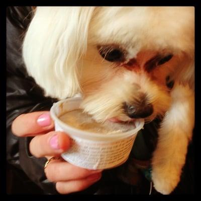 Yappy Treats Cart™ all-natural gourmet Frozen Yogurt Dog Treat Co. NYC. Dogfroyo™ dog froyo