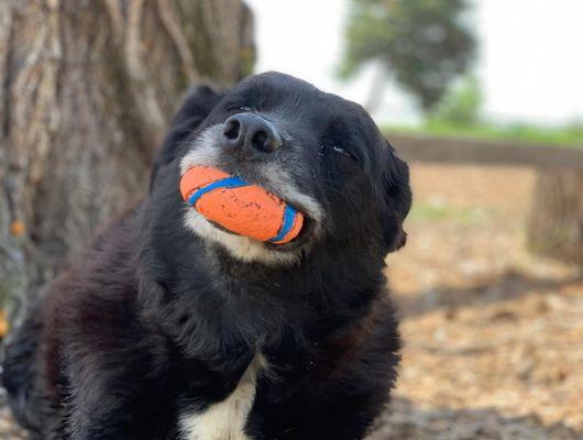 Love those squishy balls!