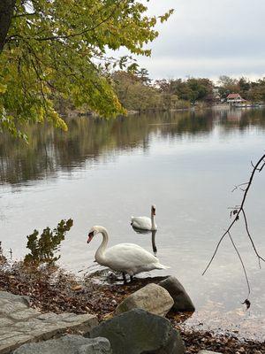 Swans