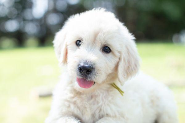 Medium F1 Male Goldendoodle Puppy