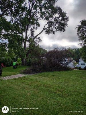 Brandywine Tree & Shrub