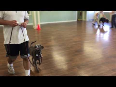 CPT trainer Mark Spivak teaching young Holland to walk on-leash.  Notice the loose leash, focused attention, and eager attitude!