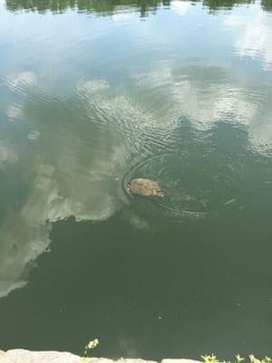 Just a turtle in the water. Pretty cool to see