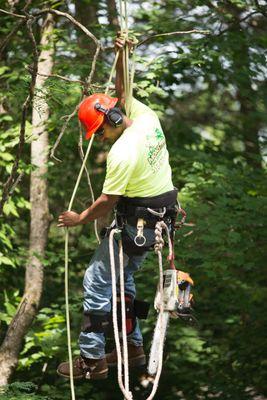 Our Tree Climber going way up!