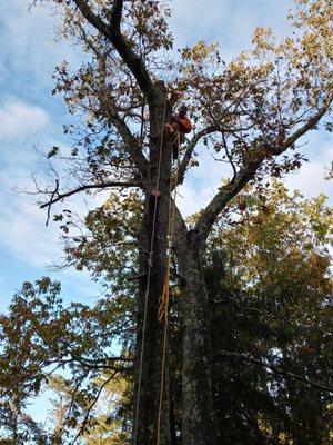 Tree climber