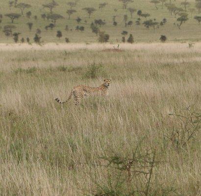 A cheetah right by the road.